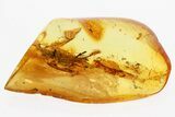 Detailed Fossil Planthopper (Fulgoroidea) In Baltic Amber #300720-1